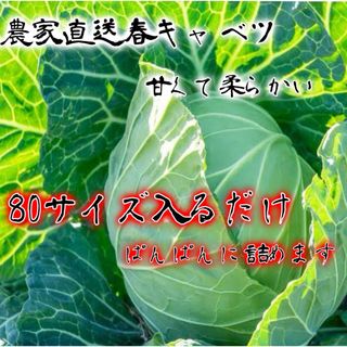 農家直送甘い春キャベツ約80サイズ入るだけ発送！(野菜)