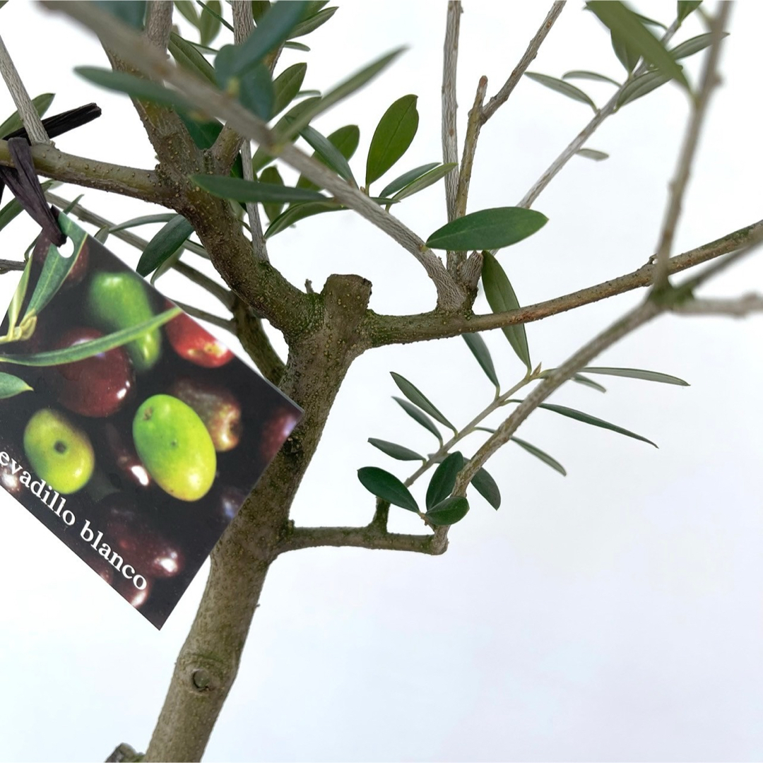 オリーブ　ネバディロブランコ　26【現品】観葉植物　創樹　SOUJU 6号 ハンドメイドのフラワー/ガーデン(その他)の商品写真