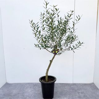 オリーブ　ネバディロブランコ　26【現品】観葉植物　創樹　SOUJU 6号(その他)