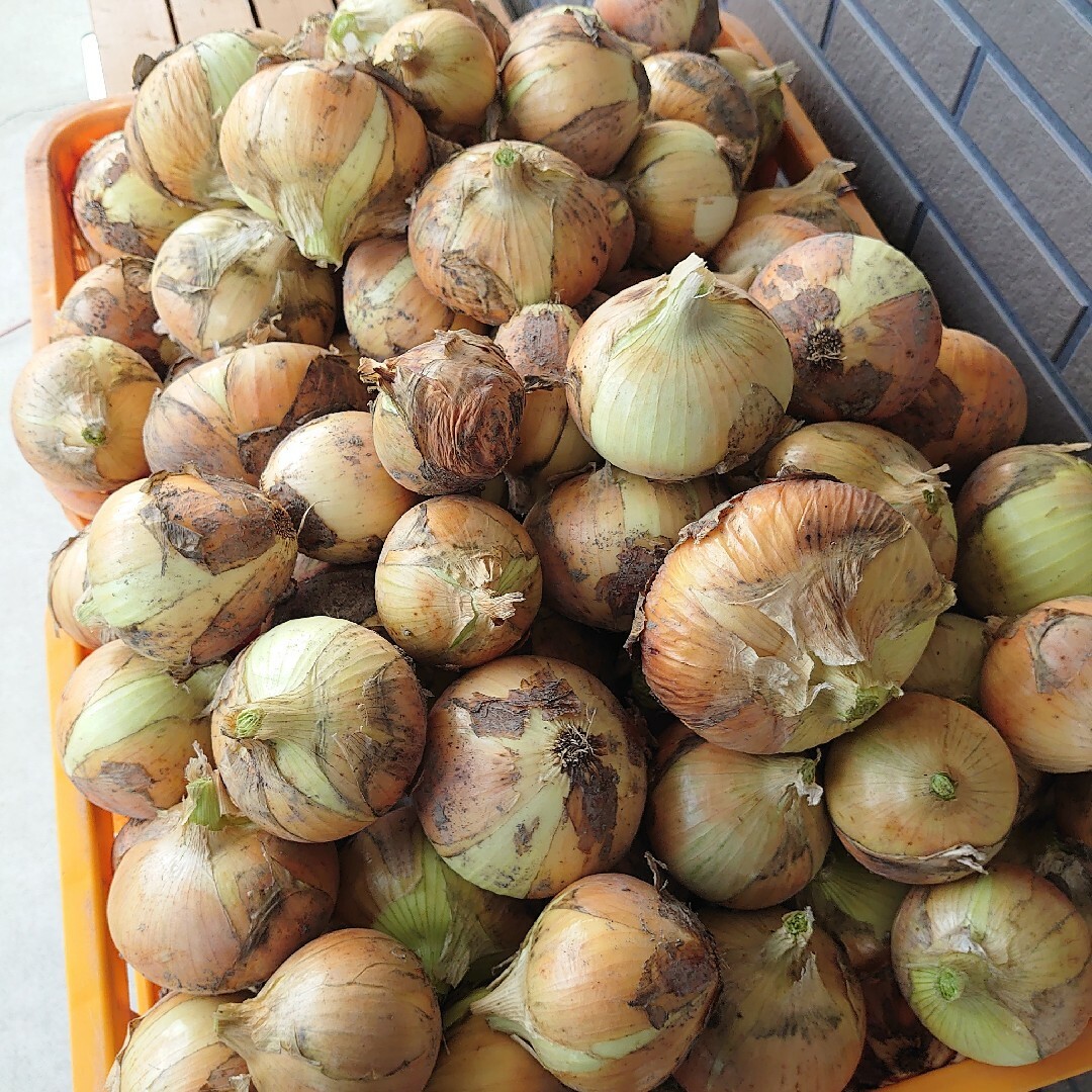 送料無料*静岡県産*新玉ねぎ*5kg*農薬除草剤化学肥料不使用*農家直送*新鮮 食品/飲料/酒の食品(野菜)の商品写真