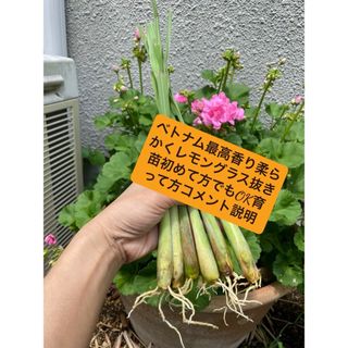 ベトナム最高香り柔らかい種レモングラス抜き苗6本サイズバラバラ。スピード発送(野菜)