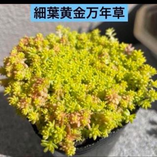 多肉植物　 セダム　細葉黄金万年草　 紅葉　根付き　抜き苗