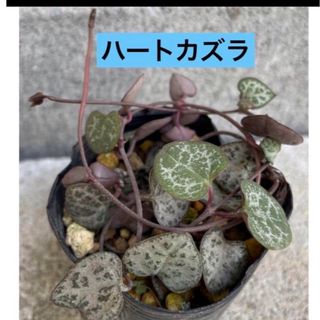 多肉植物 ハートカズラ　根付き　抜き苗(その他)