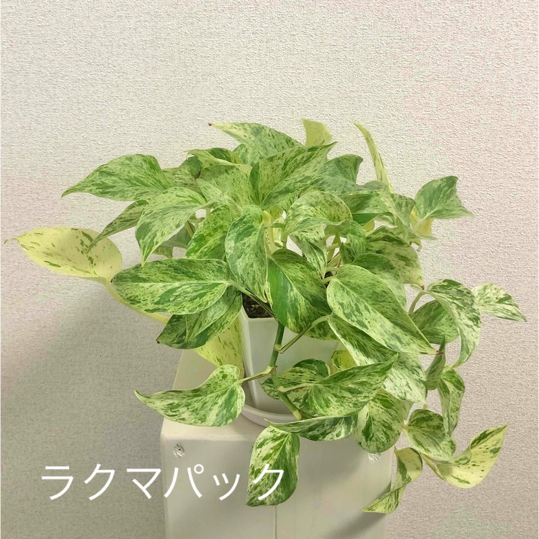 観葉植物 ポトス マーブルクイーン 鉢植え ハンドメイドのフラワー/ガーデン(その他)の商品写真