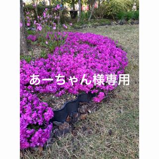 芝桜　ダニエルクッション　苗(その他)