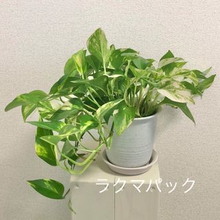 観葉植物 ポトス ゴールデン 鉢植え (その他)