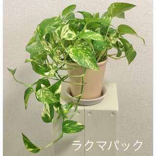 観葉植物 ポトス ゴールデン 鉢植え(その他)