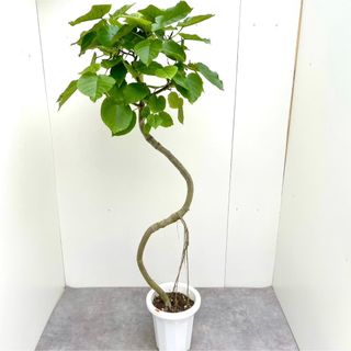 フィカス　ウンベラータ　19【現品】観葉植物　大型　曲がり(その他)