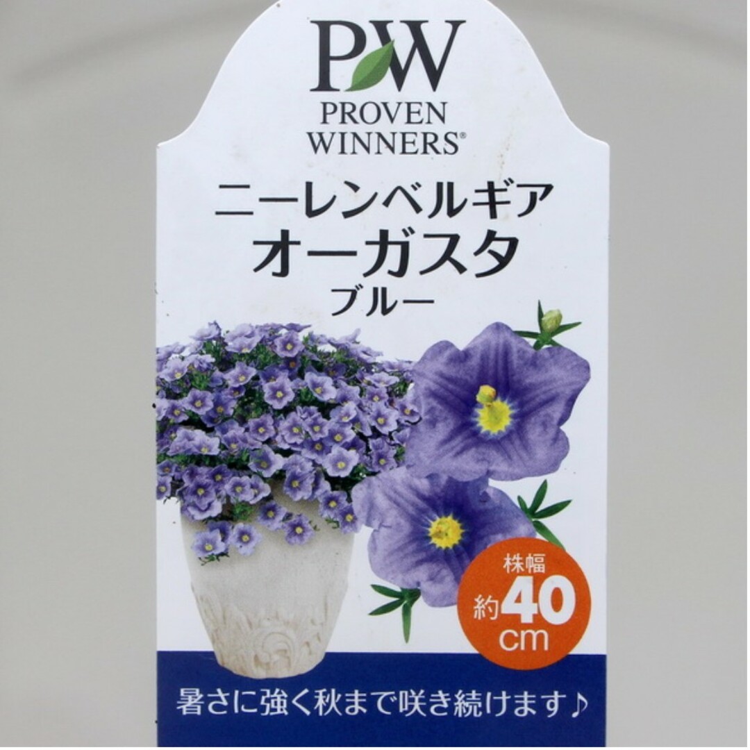 宿根草 多年草 爽やか PW『ニーレンベルギアオーガスタブルー』ポット苗 で発送 ハンドメイドのフラワー/ガーデン(その他)の商品写真