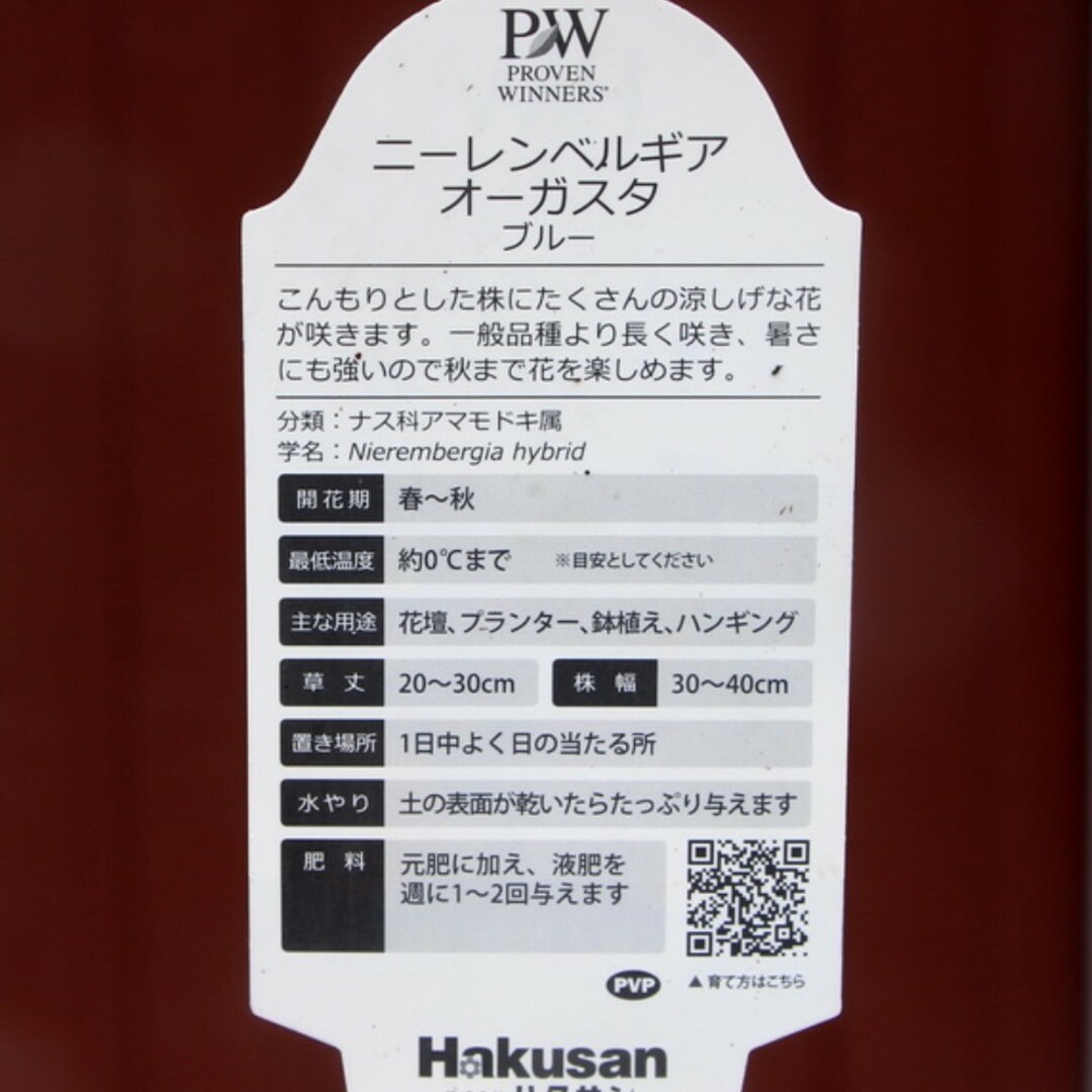 宿根草 多年草 爽やか PW『ニーレンベルギアオーガスタブルー』ポット苗 で発送 ハンドメイドのフラワー/ガーデン(その他)の商品写真