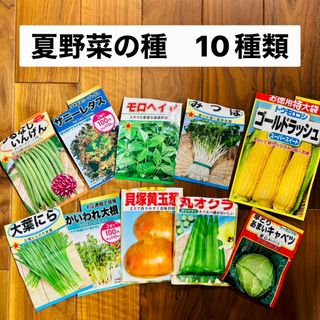 夏野菜の種　10種類　野菜の種　無農薬　家庭菜園　野菜(野菜)