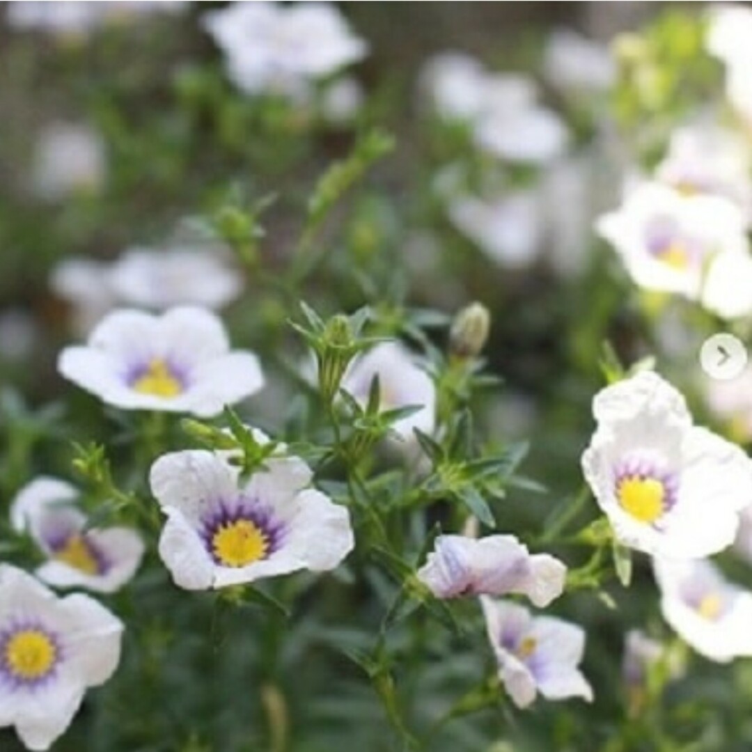 宿根草 多年草 花付き抜群 PW『ニーレンベルギアオーガスタ 宿根草 多年草 花付き抜群 PW『ニーレンベルギアオーガスタ