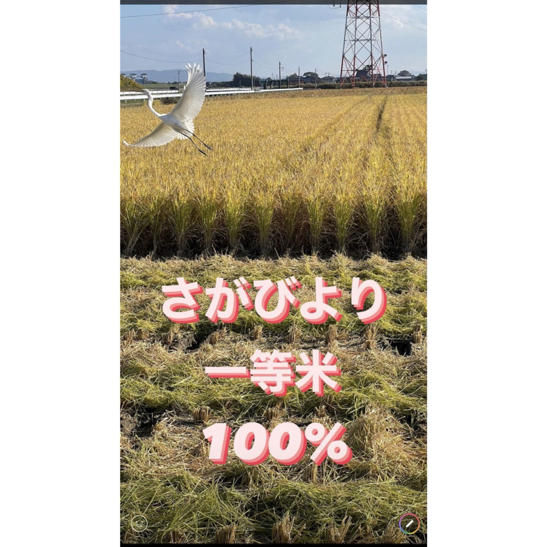 ⭐️新米 令和5年産1等米⭐️佐賀県産さがびより10k(5k×2袋) 食品/飲料/酒の食品(米/穀物)の商品写真