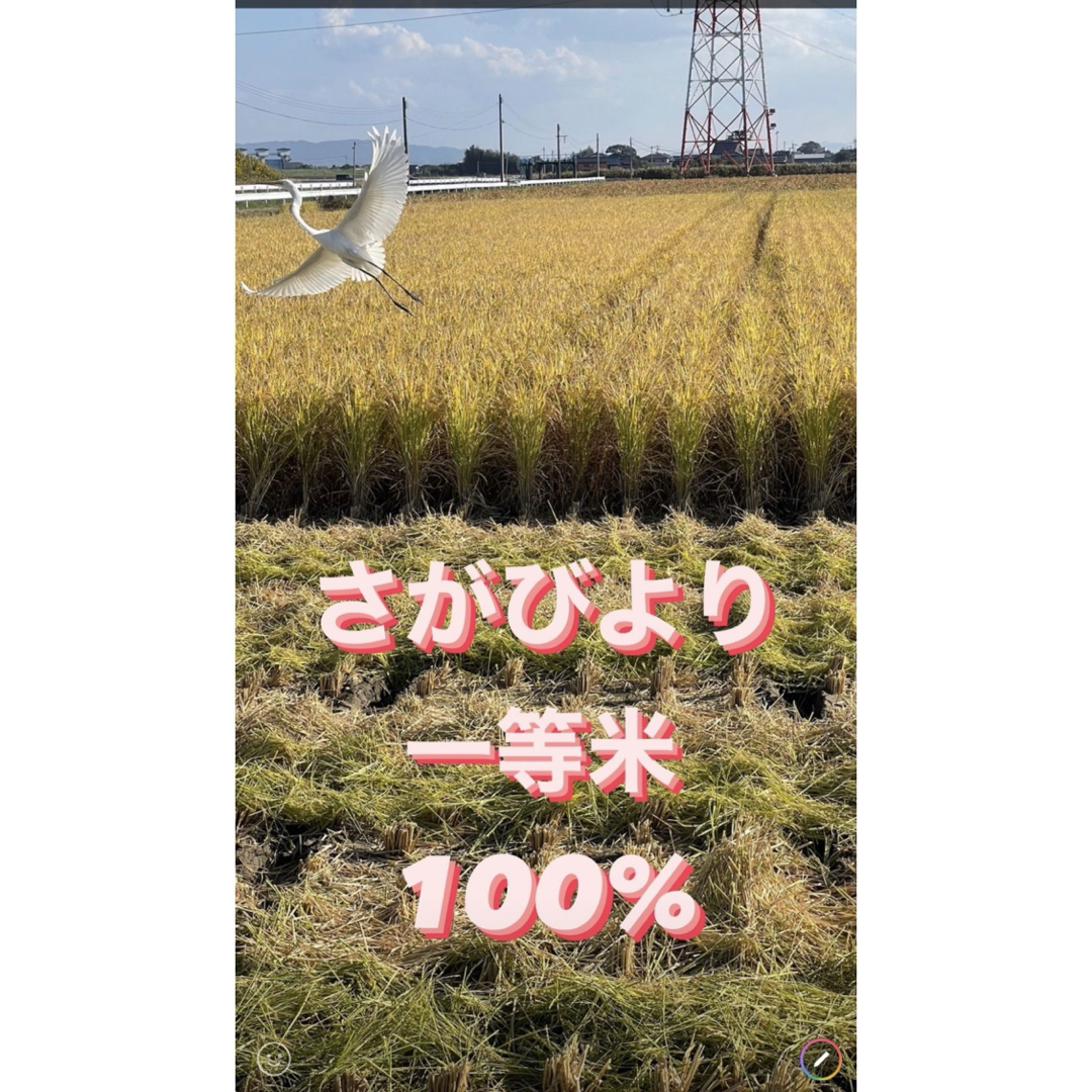 ⭐️新米 令和5年産1等米⭐️佐賀県産さがびより10k(5k×2袋) 食品/飲料/酒の食品(米/穀物)の商品写真