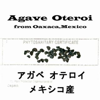 11月入荷 5粒+ アガベ オテロイ 種子 チタノタ FO-76 証明書あり(その他)