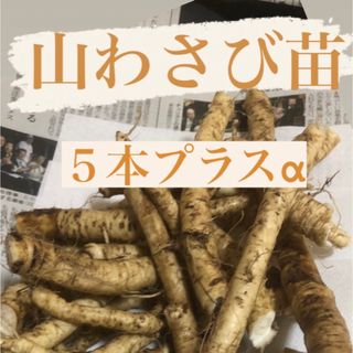 北海道産天然山わさび苗　5本以上(その他)