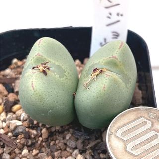 特価‼️多肉植物 コノフィツム 雲上殿 抜き苗 １５(その他)