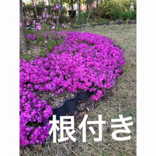 芝桜　ダニエルクッション　苗(その他)