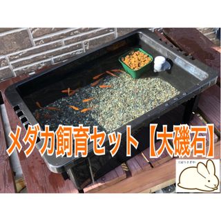 めだか飼育セット【ケース、大磯石、赤玉土セット】(アクアリウム)