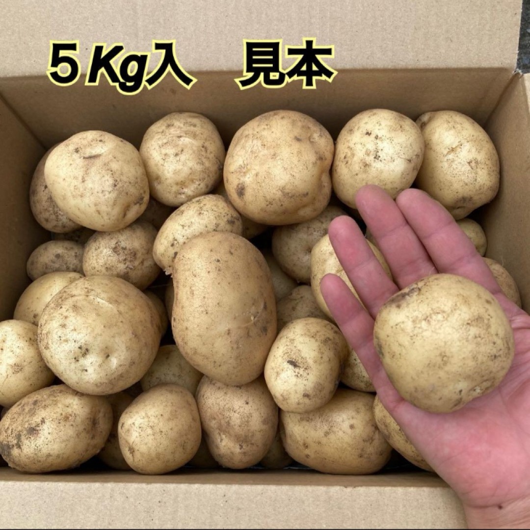 種子島　農家直送！安納地区の新じゃがいも　10キロ 食品/飲料/酒の食品(野菜)の商品写真