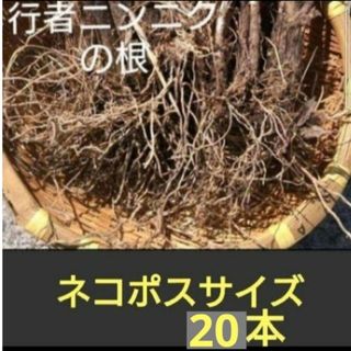 北海道産　行者ニンニク　球根　根のみ　　20本(野菜)