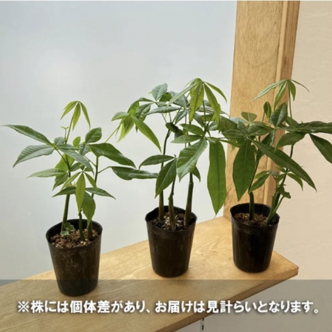 パキラ　実生　抜き苗発送　観葉植物　レア　限定 インテリア/住まい/日用品の日用品/生活雑貨/旅行(その他)の商品写真