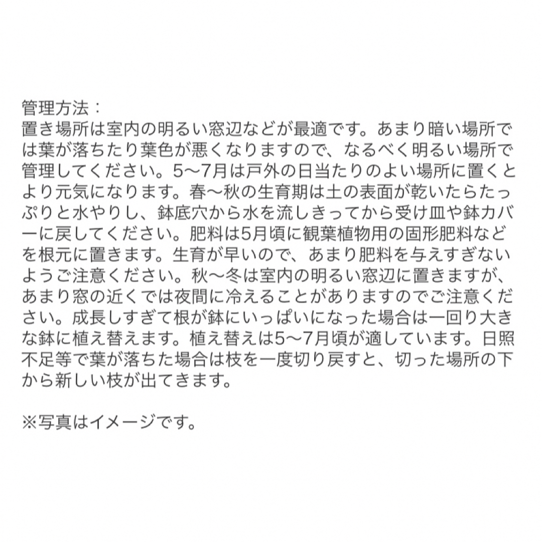 パキラ　実生　抜き苗発送　観葉植物　レア　限定 インテリア/住まい/日用品の日用品/生活雑貨/旅行(その他)の商品写真