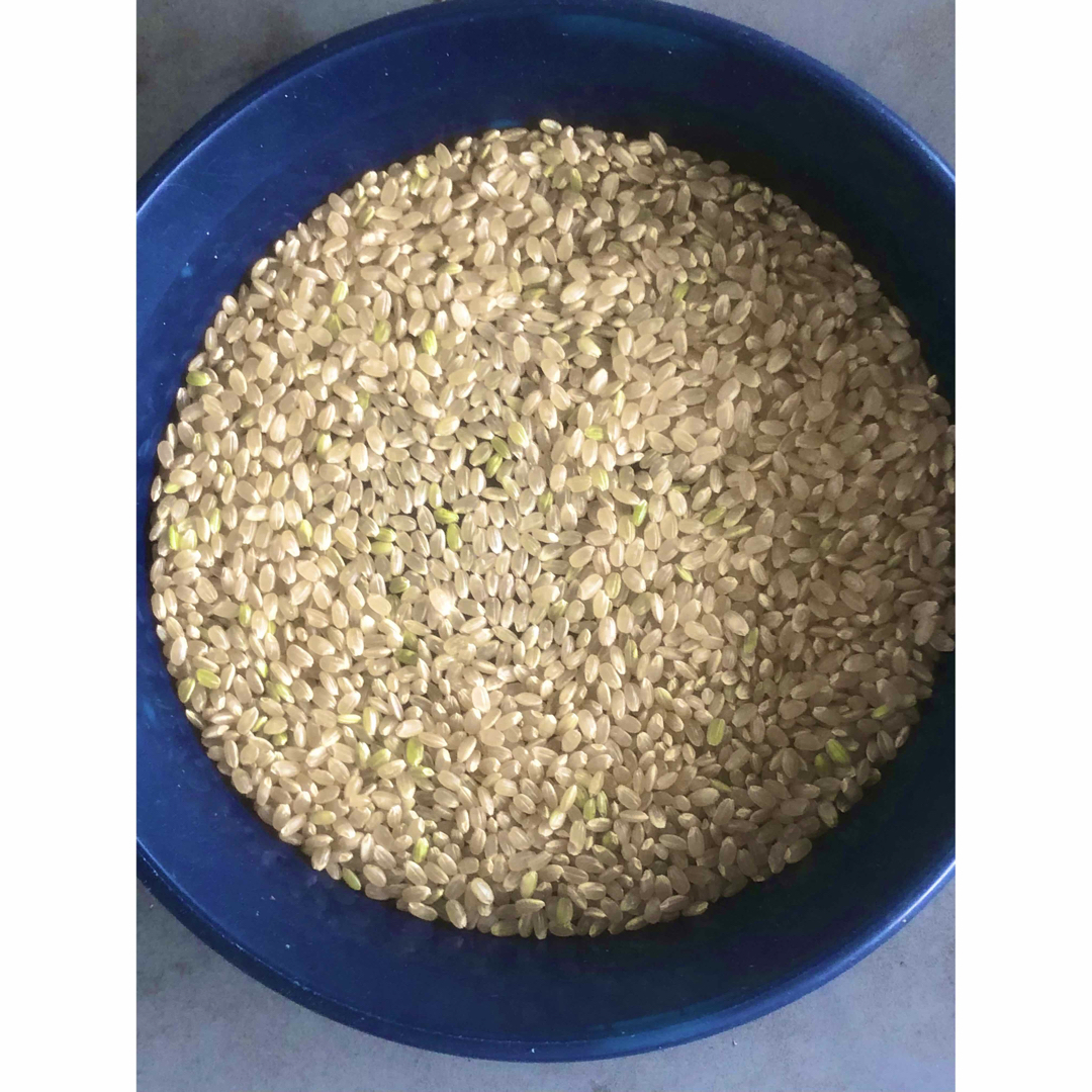 KMS様専用 無農薬コシヒカリ玄米10kg(5kg×2)令和5年産 食品/飲料/酒の食品(米/穀物)の商品写真