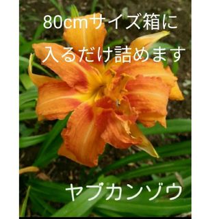 ヤブカンゾウ　抜き苗　無農薬 　山菜(その他)