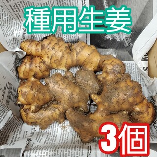 種生姜(200～300g)3個(野菜)