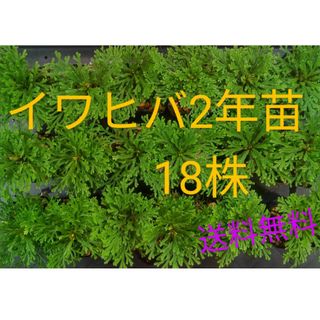 イワヒバ2年苗  18株(抜き苗)     [岩松 岩檜葉 岩ヒバ 盆栽](その他)