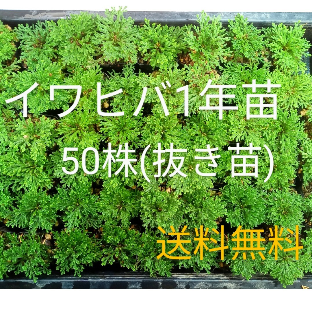 イワヒバ1年苗  50株抜き苗)      [岩松 岩ヒバ 岩檜葉 盆栽] ハンドメイドのフラワー/ガーデン(その他)の商品写真