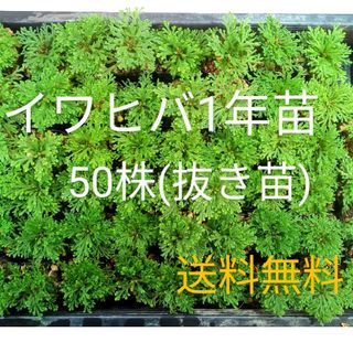 イワヒバ1年苗  50株抜き苗)      [岩松 岩ヒバ 岩檜葉 盆栽](その他)