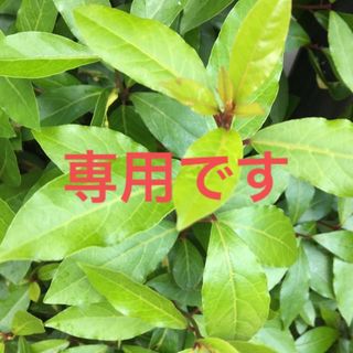 壁面飾り　梅雨　紫陽花(その他)