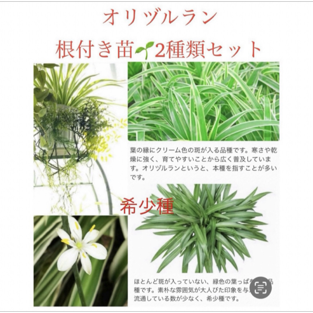 🪴《2種6苗》❼ オリヅルラン　苗　抜き苗　🌱　2種類　根付き　希少種　植物 ハンドメイドのフラワー/ガーデン(プランター)の商品写真