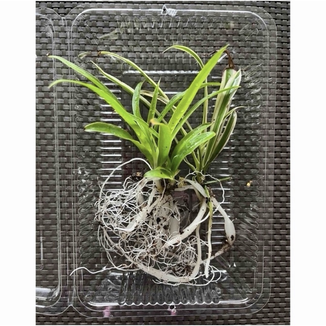 🪴《2種6苗》❼ オリヅルラン　苗　抜き苗　🌱　2種類　根付き　希少種　植物 ハンドメイドのフラワー/ガーデン(プランター)の商品写真