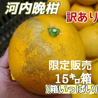 【土日限定】愛媛県産★農家直送★河内晩柑 訳あり加工用(フルーツ)