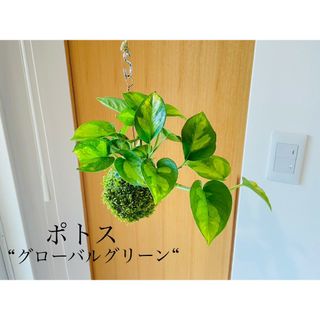 ポトス"グローバルグリーン"の苔玉(その他)