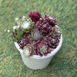 多肉植物　センペルビウム 寄せ植え セット