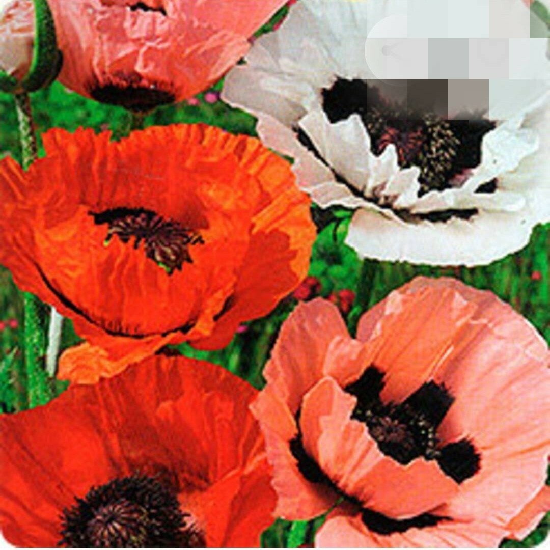 オリエンタルポピーミックス ハンドメイドのフラワー/ガーデン(その他)の商品写真