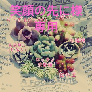 【多肉植物】七福神 乙女心 虹の玉etc.カット苗 寄植え多肉セット(その他)