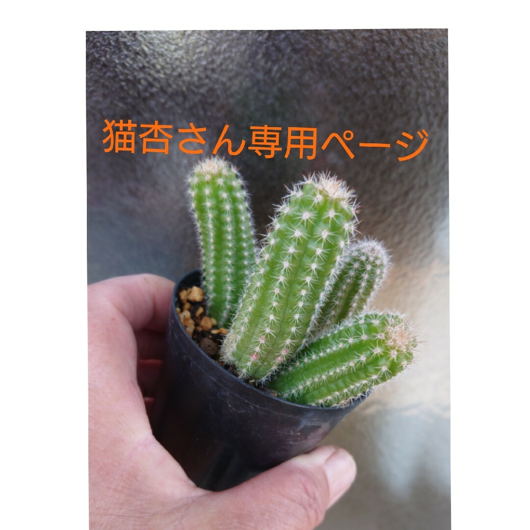 多肉植物✿黄花白檀（抜き苗） ハンドメイドのフラワー/ガーデン(その他)の商品写真