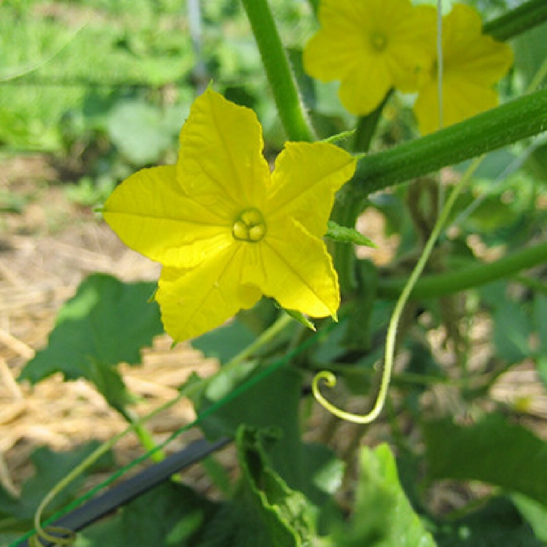 キュウリの種　上高地　自然農法で育成・採種された国内の種　露地　早まき 食品/飲料/酒の食品(野菜)の商品写真