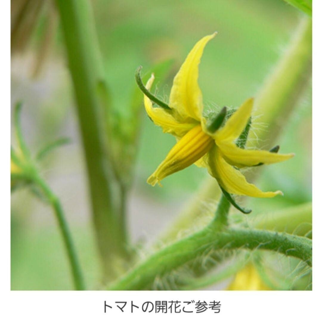 トマトの種　自生え大玉　国内で育成、採取した自然の種　家庭菜園　作りやすい 食品/飲料/酒の食品(野菜)の商品写真