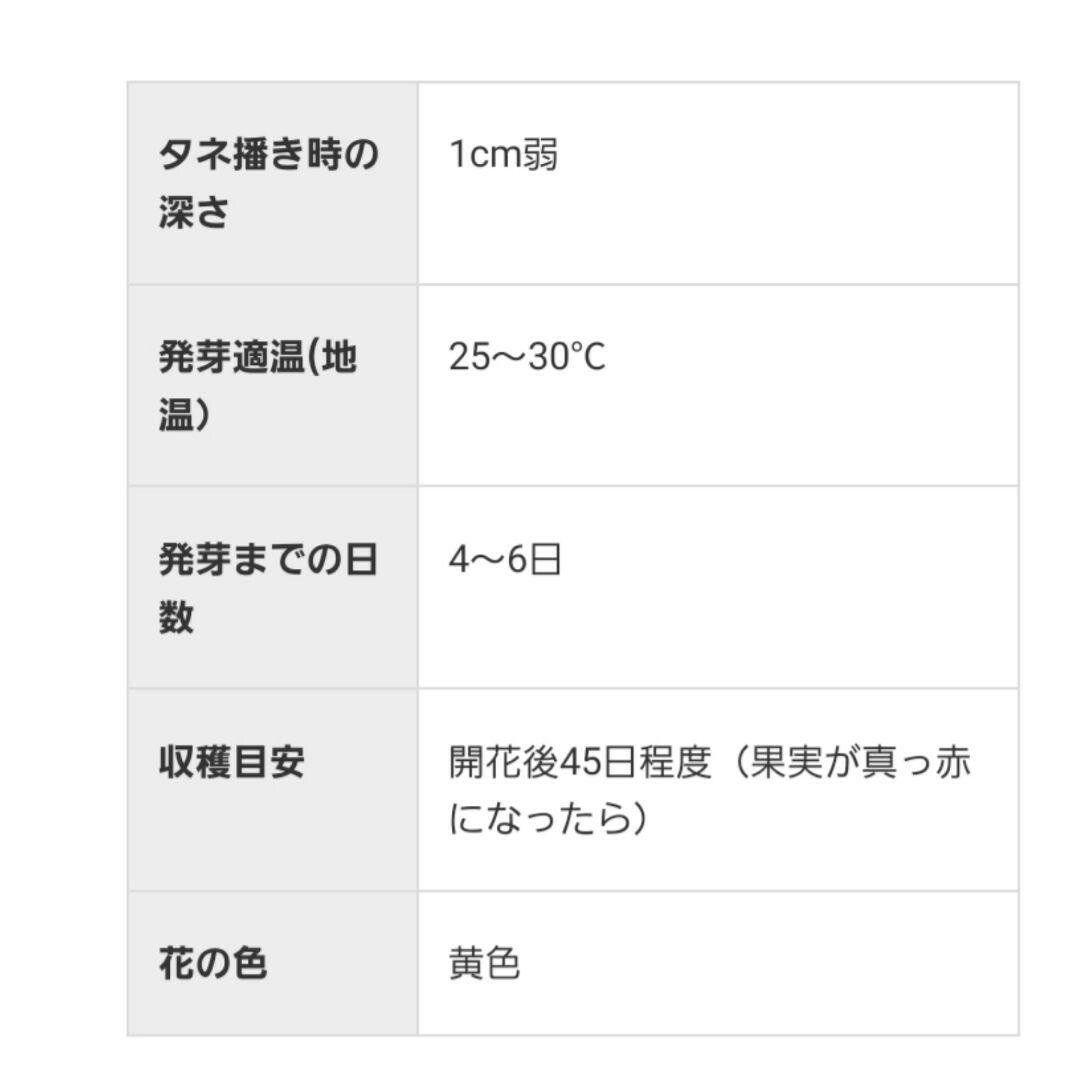 トマトの種　自生え大玉　国内で育成、採取した自然の種　家庭菜園　作りやすい 食品/飲料/酒の食品(野菜)の商品写真