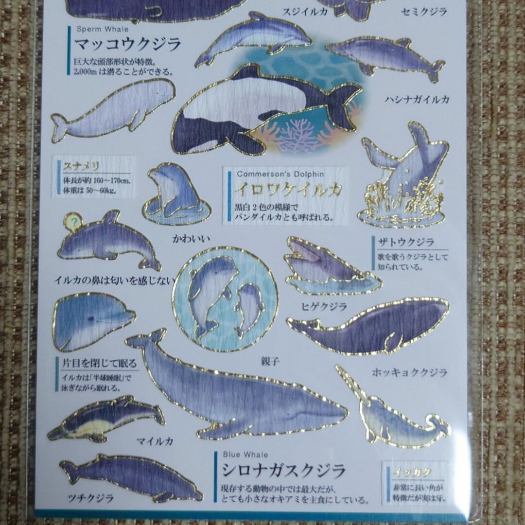 カミオジャパン(カミオジャパン)の大人の図鑑シール イルカ•クジラ編 インテリア/住まい/日用品の文房具(シール)の商品写真