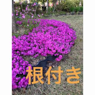 芝桜　ダニエルクッション　苗