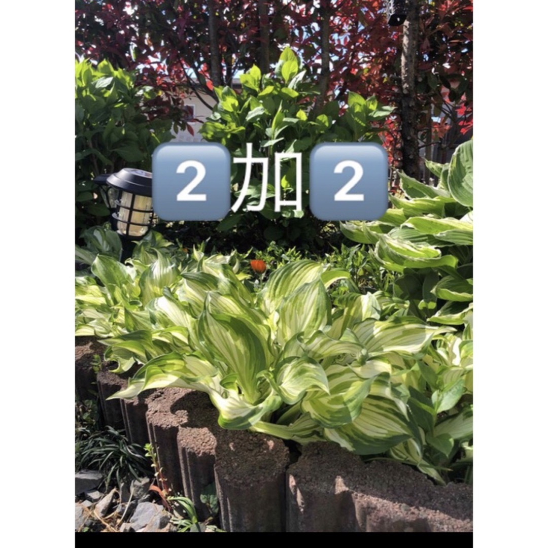 斑入りギボウシの抜き苗　各2株（大と小） ハンドメイドのフラワー/ガーデン(その他)の商品写真