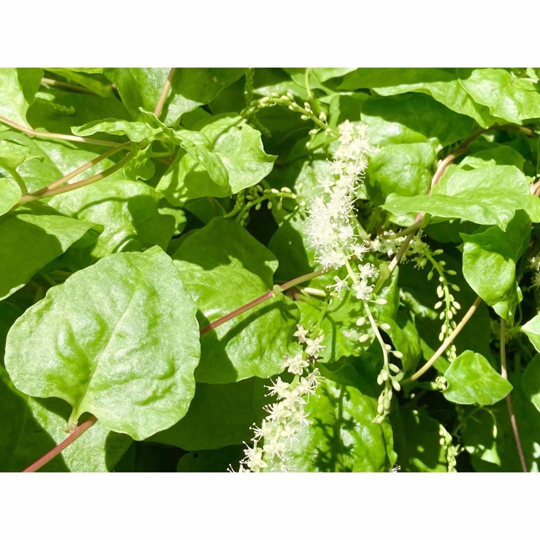 【SALE】オカワカメ 雲南百薬 沖縄県産 食品/飲料/酒の食品(野菜)の商品写真