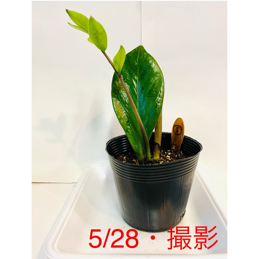 🪴① ザミオクルカス　苗　新芽 🌱2つ　芋付の根　🌿　《花咲く親木》 ハンドメイドのフラワー/ガーデン(プランター)の商品写真